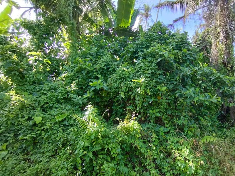 Kontrak 30 Tahun Tanah 1630m2 Kedungu Pasekan Tabanan - 2