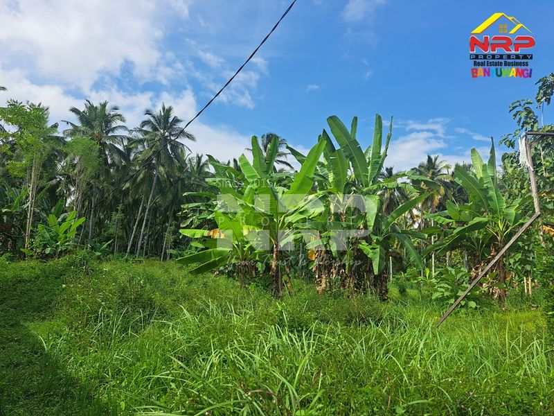 Dijual Tanah Murah di kabupaten banyuwangi, Jawa Timur kelir kalipuro - 4