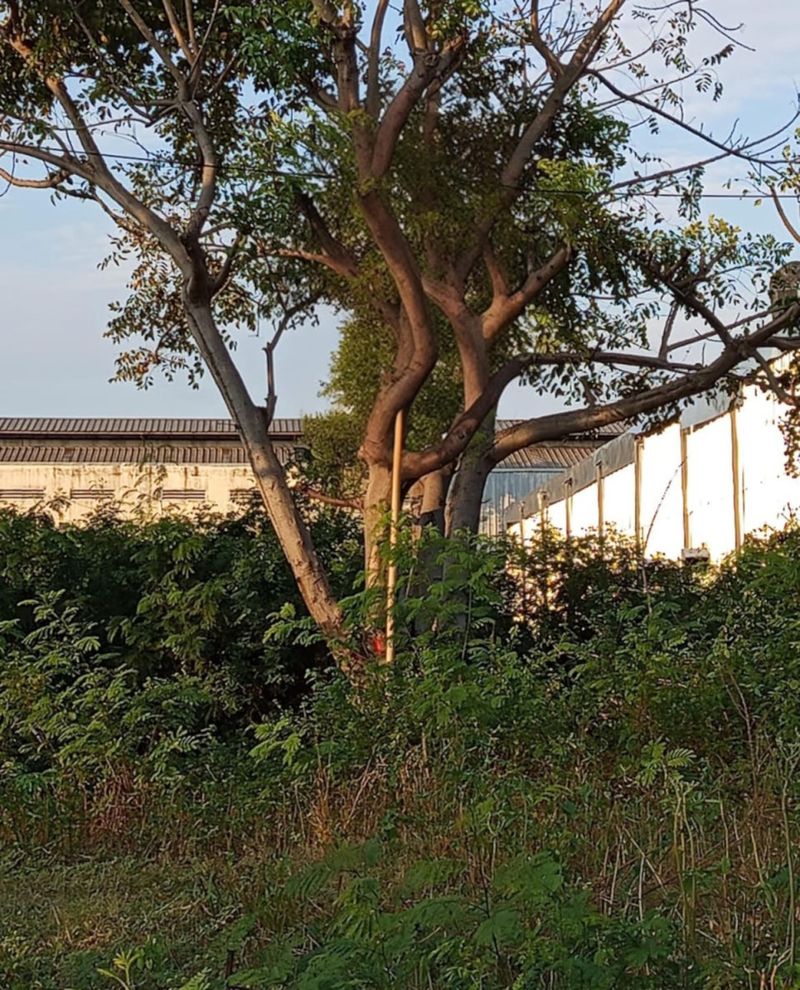 Jual Tanah 18 Are Jalan Raya Marlboro Denpasar Barat - 3