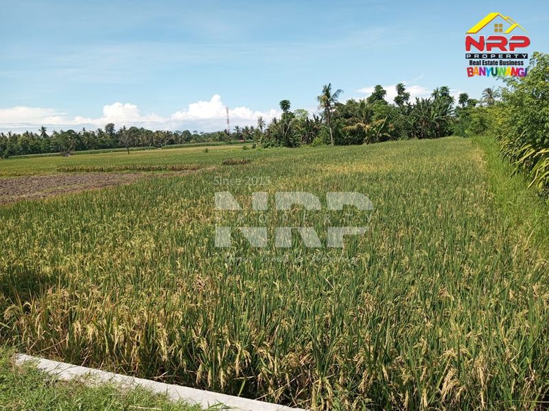 Dijual Tanah sawah  Murah di kabupaten banyuwangi, Jawa Timur - 3