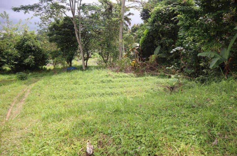 Investasi Tanah 87 Are Apuan Baturiti Tabanan View Sawah Dekat Jatiluwih - 3