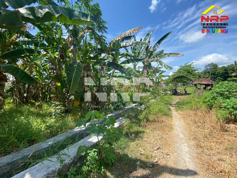 Dijual Tanah Murah Siap Bangun di Kebalenan - Banyuwangi Kota - 2