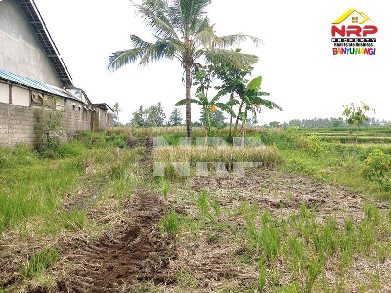 Dijual Tanah sawah murah  di kabupaten banyuwangi, Jawa Timur kabat - 3