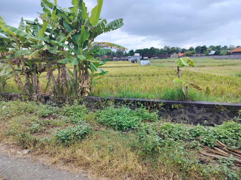 Jual Tanah 20 Are Kelating Tabanan - 3