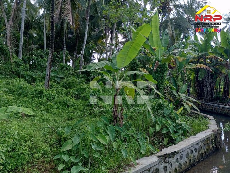 Dijual Tanah kebun  Murah di banyuwangi, Jawa Timur - 5