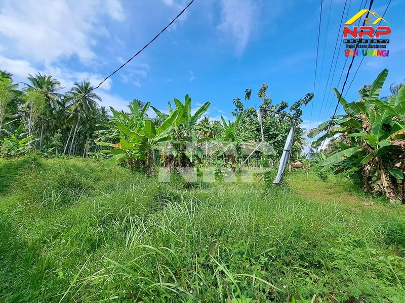 Dijual Tanah Murah di kabupaten banyuwangi, Jawa Timur kelir kalipuro - 3