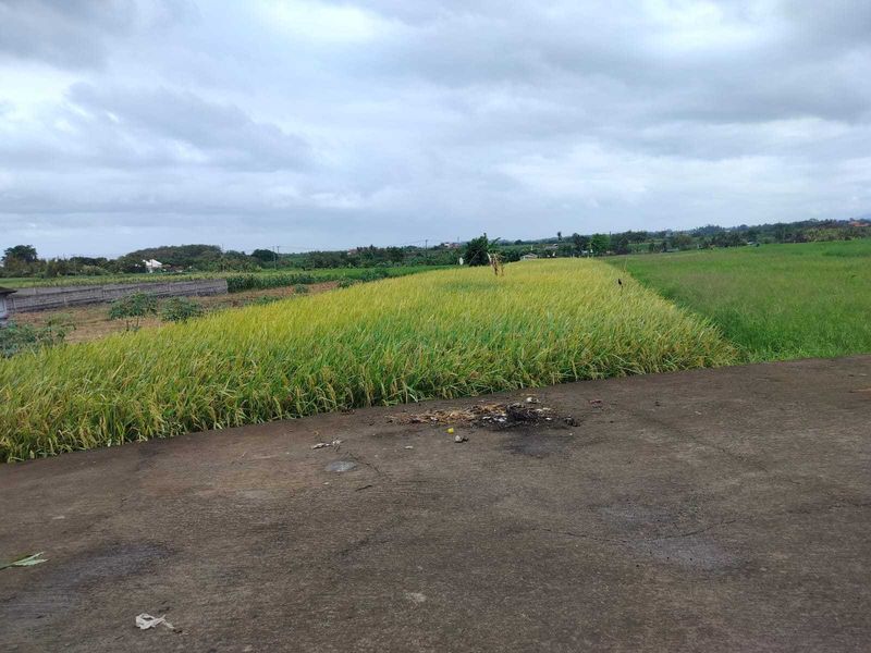 Jual Tanah 15 Are Kelating Tabanan - 5