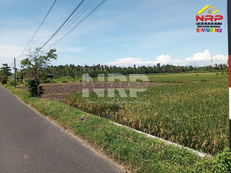 Dijual Tanah sawah  Murah di kabupaten banyuwangi, Jawa Timur - 4