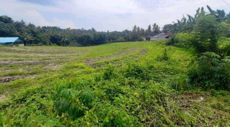 Investasi Tanah Murah 32 Are Megati Tabanan - 3