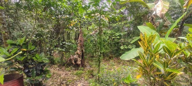 Jual Tanah Hadap Timur 9410m2 Desa Wongaya Gede Penebel Tabanan Untuk Perkebunan - 3