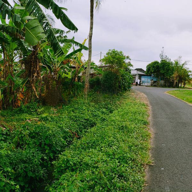 Jual Tanah Hadap Timur 8 Are Bimasena Beraban Tabanan - 2