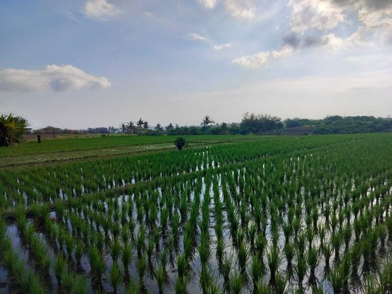 Jual Tanah 26 Are Pantai Pasut Kerambitan Tabanan View Laut Gunung - 4