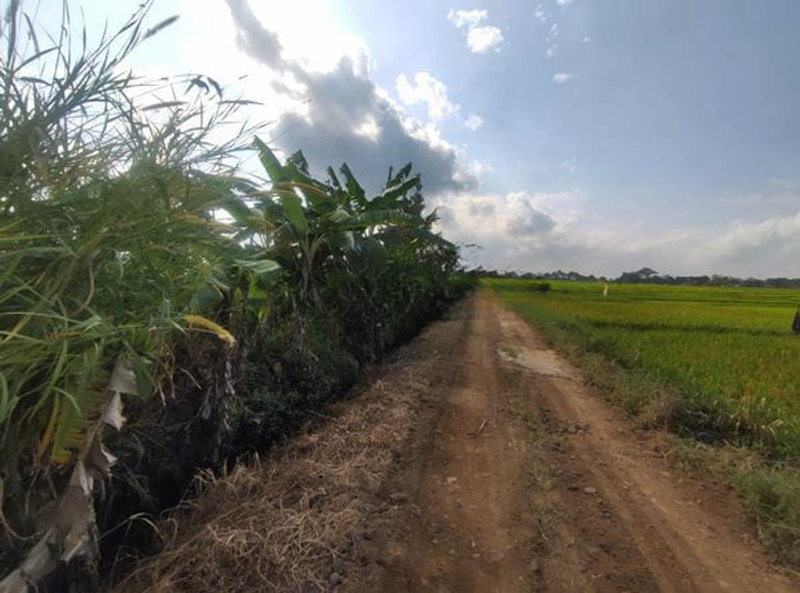 Jual Tanah Hadap Selatan 450m2 Pantai Kelating Tabanan - 4