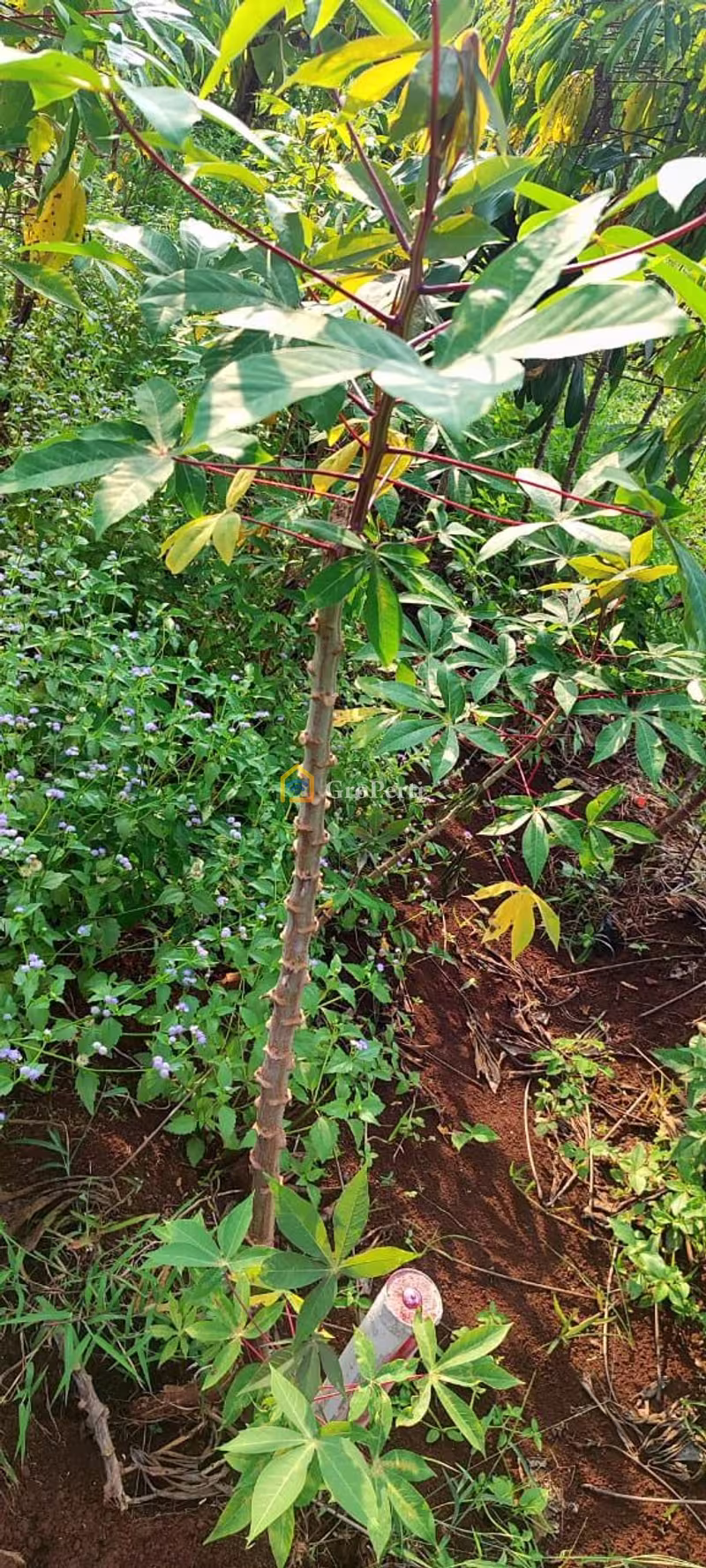 Dijual Tanah Luas di Desa Bojongnangka, Bogor - 3