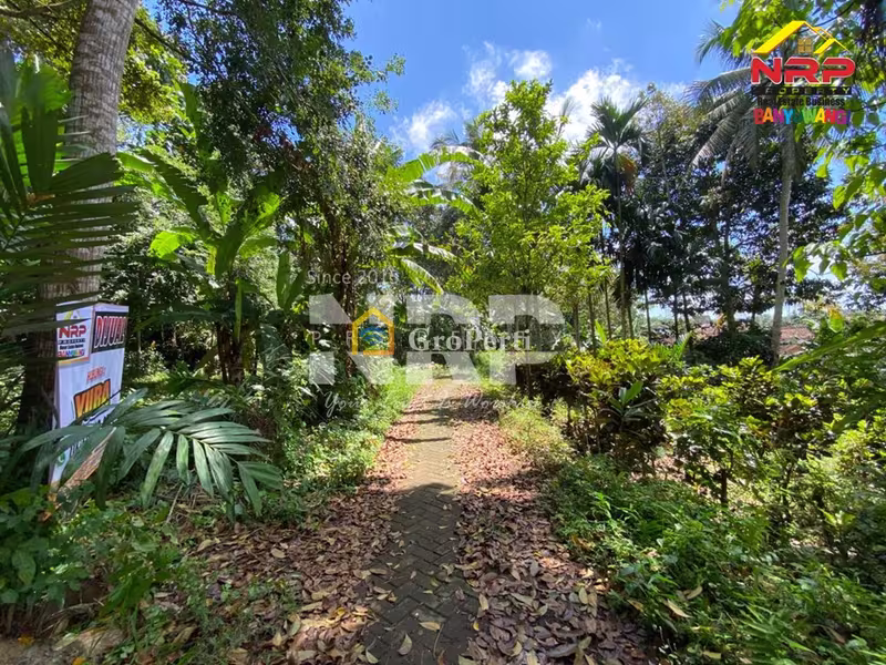 Dijual Tanah Kebun Produktif di Jelun - Licin Banyuwangi - 5