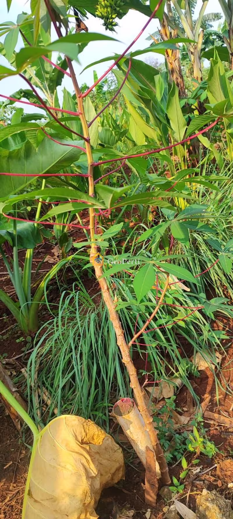 Tanah Dijual di Gunung Putri, Kabupaten Bogor